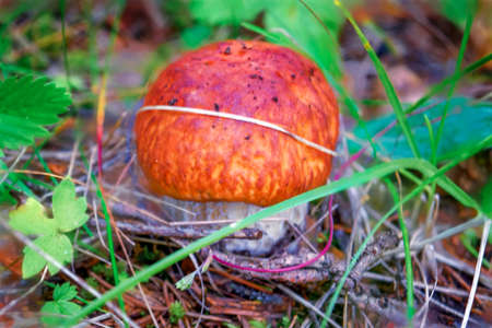 Penny bun fungus Boletus edulis.の写真素材