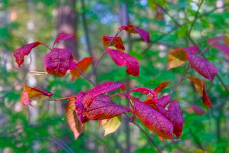Autumn forest scenery with rays of warm light illumining the gold foliage
