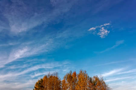 Autumn rural landscape mowed meadow on the background of trees with colorful foliage and sunsetの写真素材