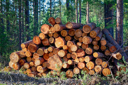 Wooden logs of pine woods in the forest, stacked in a pile.の写真素材