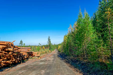 Wooden logs of pine woods in the forest, stacked in a pile.の写真素材