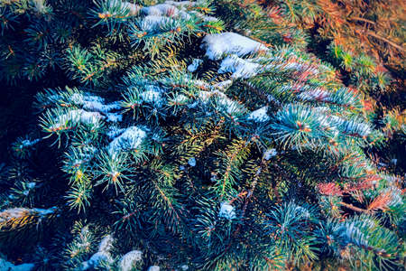 Winter and Christmas Background. Close-up Photo of Fir-tree Branch Covered Snow.の写真素材