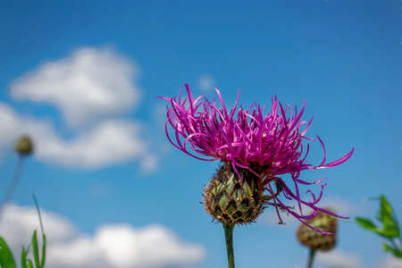 Thistle flower on a background of blue sky with white cloudsの写真素材