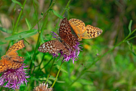 Arctium burdock flower in bloom with butterfly feeding late summer wild weed close upの写真素材