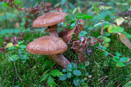 Armillaria mellea, commonly known as honey fungus, is a basidiomycete fungus in the genus...