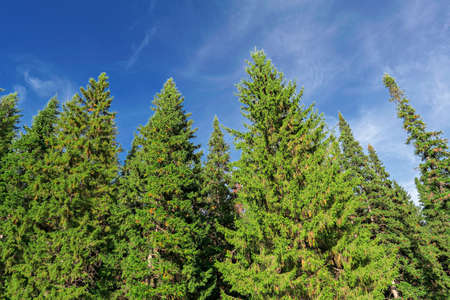 Warm sunny day in early autumn in the coniferous forest
