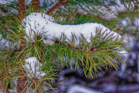 Winter landscape spruce forest in the mountains at sunsetの写真素材
