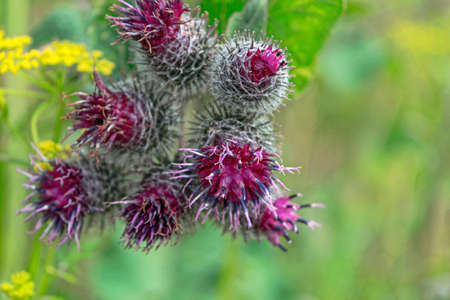 Arctium lappa, burdock. A large herbaceous on blurred background.の写真素材