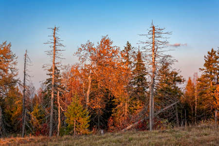 Autumn landscape view from the top of the mountain to the colorful autumn forest at sunset. Ural Mountains.の写真素材