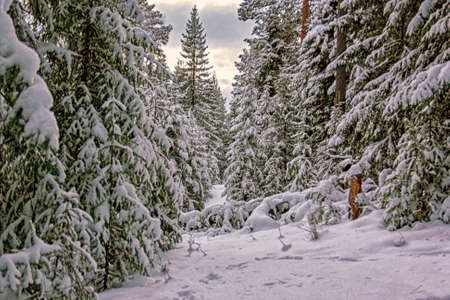 Winter landscape spruce forest in the mountains at sunsetの写真素材