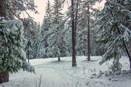 Winter landscape spruce forest in the mountains at sunsetの写真素材