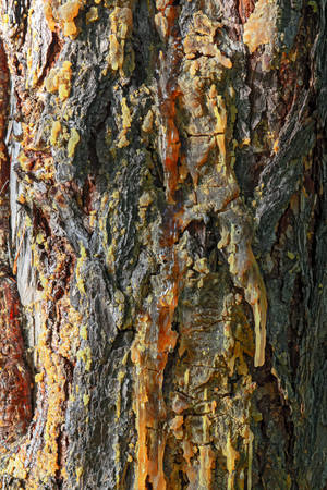 Background texture of tree bark. Skin the bark of a tree that traces cracking.の写真素材