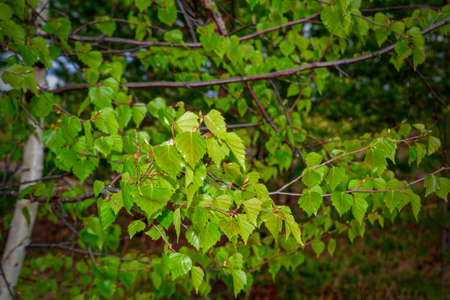 green young leaves close-up in spring morning on a blurry background.