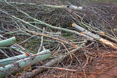 eliminating the effects of hurricane.cleaning felled trees sawed tree branches close-upの写真素材