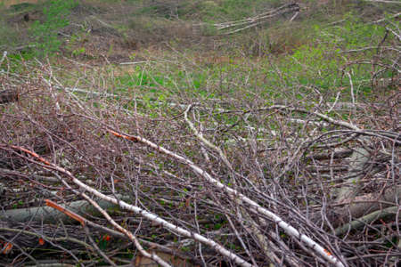 eliminating the effects of hurricane.cleaning felled trees sawed tree branches close-upの写真素材