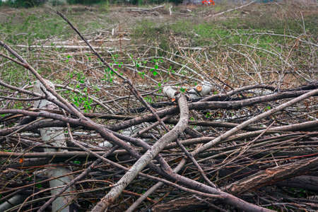 eliminating the effects of hurricane.cleaning felled trees sawed tree branches close-upの写真素材