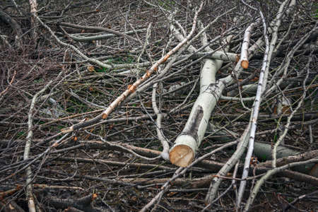 eliminating the effects of hurricane.cleaning felled trees sawed tree branches close-upの写真素材