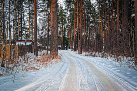 Countryside snow road in a pine tree forest at sunsetの写真素材
