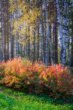 bright colorful autumn leaves in the parkの写真素材