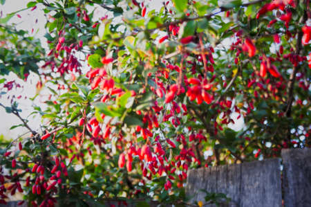 A branch with Cornus Mas fruit on the background of the old wooden fenceの写真素材