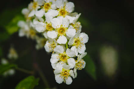 Flowers of white bird cherry close-up on blurred background