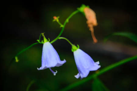 blue forest flowers bells on a blurred background close-upの写真素材