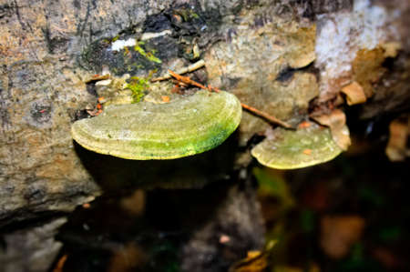 group of forest mushrooms, early honey agaric on a Sunny dayの写真素材