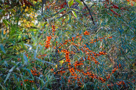 branches of wild forest sea buckthorn with ripe fruits