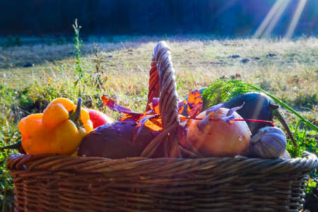 Basket with fresh vegetables background of nature close-upの写真素材