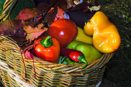 Basket with fresh vegetables background of nature close-upの写真素材