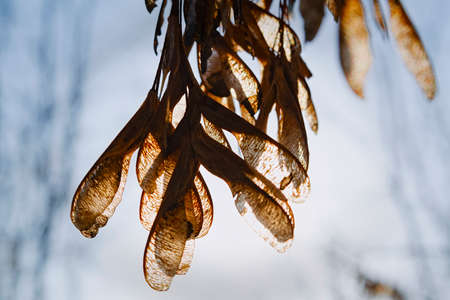 Bare tree branches in early spring against a blue sky.の写真素材