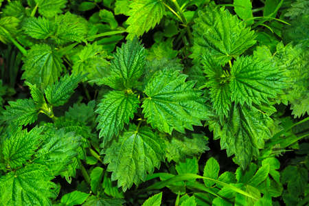 Leaves of a young nettle background Close-up