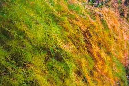 Asparagus or garden asparagus, scientific name Asparagus officinalis. Asparagus, agriculture.