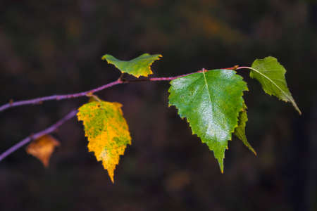 Falling down autumn birch branches with golden leaves as a background.