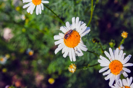 Summer floral background. Chamomile wild flowers
