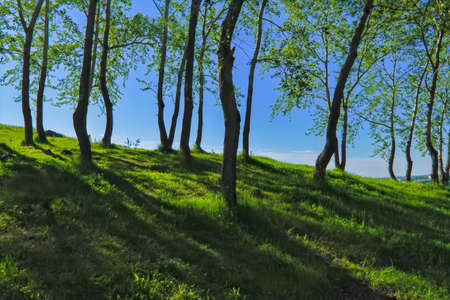 Idyllic Summer landscape on top of a mountain with fresh green grass against a cloudless blue skyの写真素材