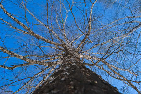 Bare branches of trees against a cloudless blue spring sky.の写真素材