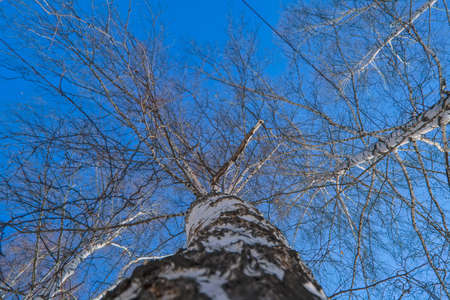 Bare branches of trees against a cloudless blue spring sky.の写真素材