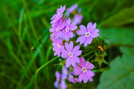 Flowering Geranium meadow close-up on a blurred backgroundの写真素材