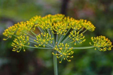Sprigs of dill with inflorescences of seeds. Close up view with blurry background.の写真素材