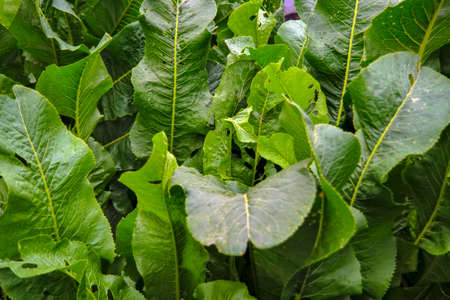 A bush of green leaves of horseradish in the garden in the village.