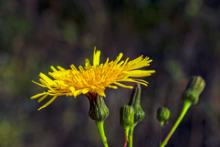 Yellow Spring flower in the sun on a blurred background. Bright spring wildflowers background.