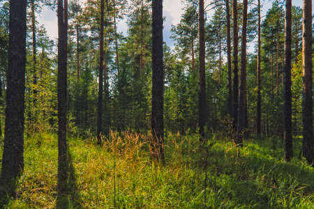 Summer sunny evening in the pine forestの写真素材