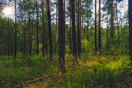 Summer sunny evening in the pine forest of the Urals