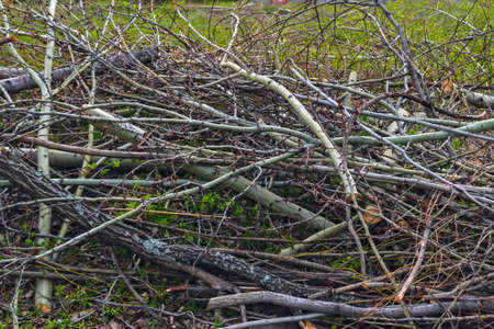 eliminating the effects of hurricane.cleaning felled trees sawed tree branches close-up