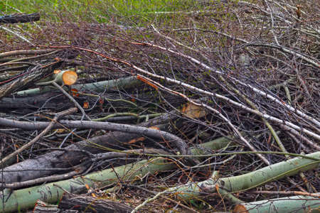 eliminating the effects of hurricane.cleaning felled trees sawed tree branches close-up