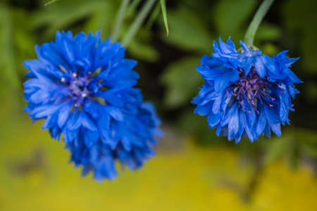 Bright summer flowers on a flower bed natural backgroundの写真素材