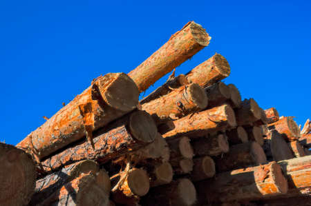 Wooden logs of pine woods in the forest, stacked in a pile.