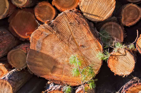 Wooden logs of pine woods in the forest, stacked in a pile.