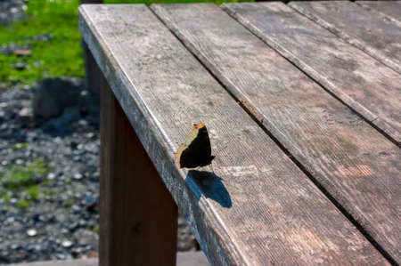 Butterfly sits on a wooden table on a background of sunlightの写真素材